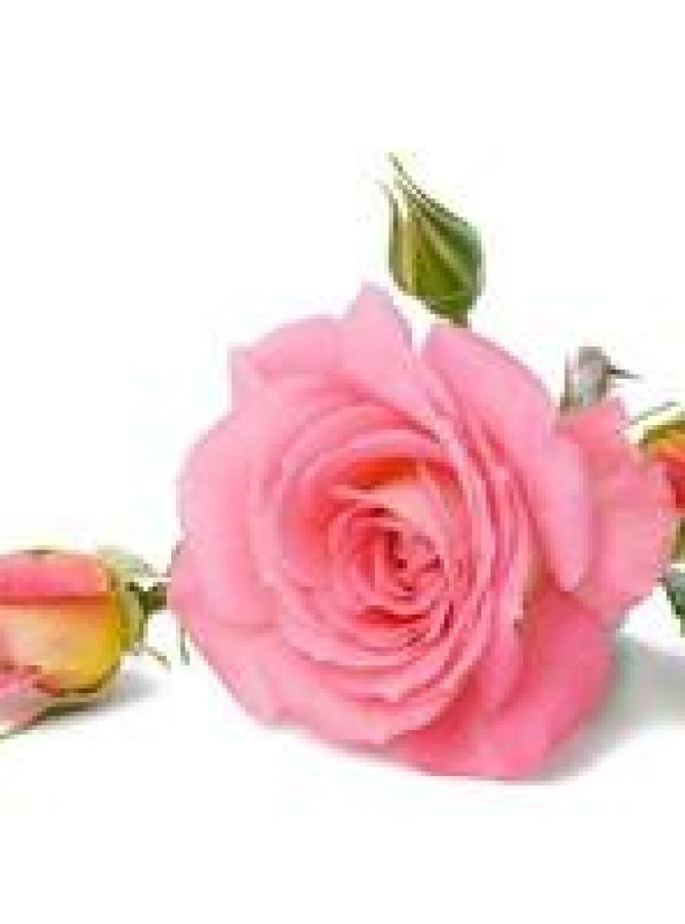 18964537-fioritura-rosa-rosa-germoglio-con-verde-le-foglie-su-un-bianca-sfondo-bellissimo-fiore-foto