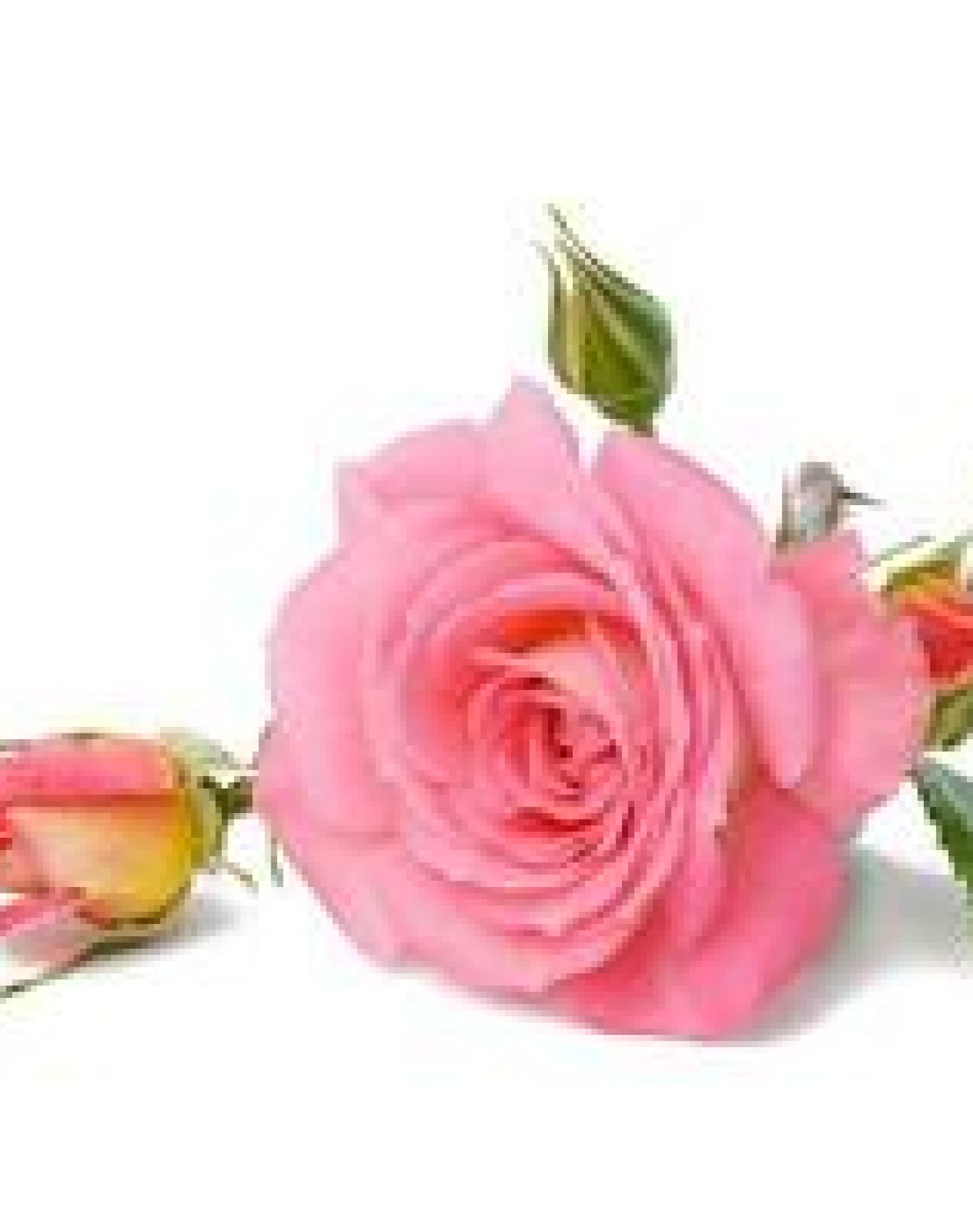 18964537-fioritura-rosa-rosa-germoglio-con-verde-le-foglie-su-un-bianca-sfondo-bellissimo-fiore-foto